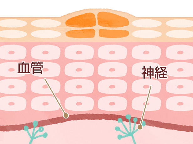 たこの特徴 図